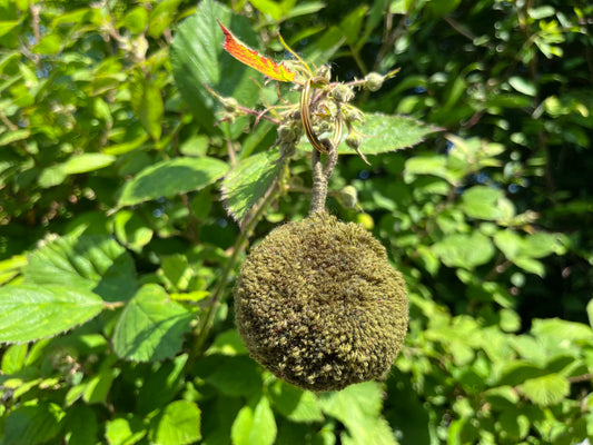 Khaki Single Pom Keyring